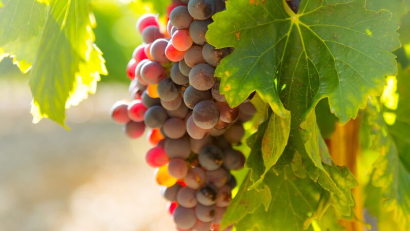 French snacks got more impression nowadays